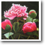 Coady Peonies   30" x 30"