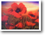 Poppies at Sunset    30" x 40"