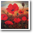 Poppies at Sunrise 12" x 12"